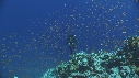 CORAIL, ANTHIAS, PLONGEUR
