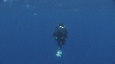 MEDUSES, PLONGEUR