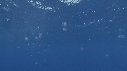 MEDUSES
