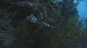 CORAIL NOIR, POISSON LION