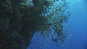 CORAIL NOIR, ALCYONNAIRE