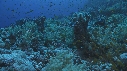 ALCYONAIRE