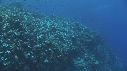 PLONGEUR, CORAIL