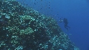 PLONGEURS, ANTHIAS