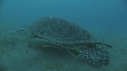 TORTUE, REMORA