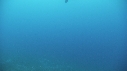 TORTUE, REMORA