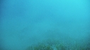 TORTUE, REMORA