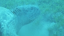 TORTUE, REMORA