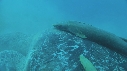TORTUE, REMORA