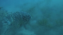 TORTUE, REMORA