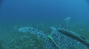 TORTUE, REMORA