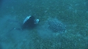 TORTUE, REMORA, PLONGEURS
