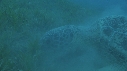 TORTUE