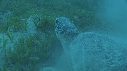 TORTUE, REMORA