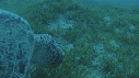 TORTUE