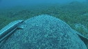 TORTUE, REMORA