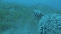 TORTUE, REMORA