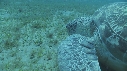 TORTUE, REMORA