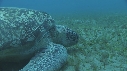 TORTUE, REMORA, PLONGEURS
