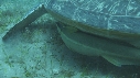 TORTUE, REMORA