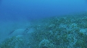 TORTUE, REMORA