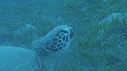 TORTUE