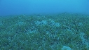 TORTUE, REMORA