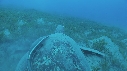 TORTUE, REMORA, PLONGEURS