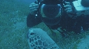 TORTUE, REMORA, PLONGEURS