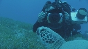 TORTUE, REMORA, PLONGEURS