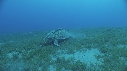 TORTUE, REMORA
