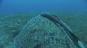 TORTUE, REMORA