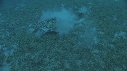 TORTUE, REMORA