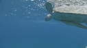 TORTUE, REMORA