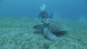 TORTUE, REMORA, PLONGEURS