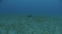 TORTUE, REMORA