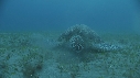 TORTUE