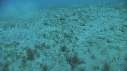 TORTUE, REMORA