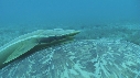 TORTUE, REMORA