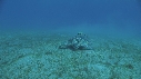 TORTUE, REMORA