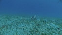 TORTUE, REMORA