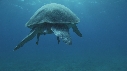 TORTUE, REMORA