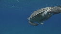 TORTUE, REMORA