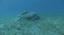 TORTUE, REMORA