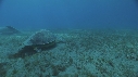 TORTUE, REMORA