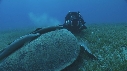 TORTUE, REMORA, PLONGEURS