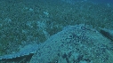 TORTUE, REMORA