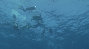 TORTUE, REMORA, PLONGEURS