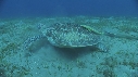 TORTUE, REMORA