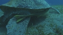 TORTUE, REMORA